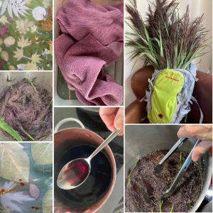 Preparing dye from the Common Reed, Phragmites australis