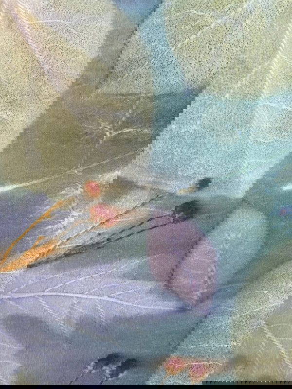 Preparing dye from the Common Reed, Phragmites australis - Image 2
